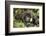 Mountain Gorilla, Bwindi Impenetrable National Park, Uganda, Africa-Janette Hill-Framed Photographic Print