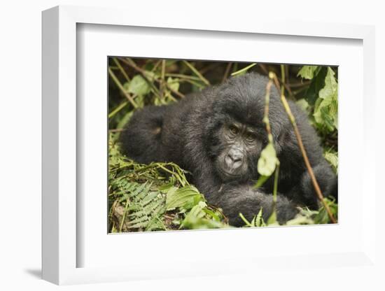 Mountain Gorilla, Bwindi Impenetrable National Park, Uganda, Africa-Janette Hill-Framed Photographic Print