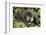 Mountain Gorilla, Bwindi Impenetrable National Park, Uganda, Africa-Janette Hill-Framed Photographic Print