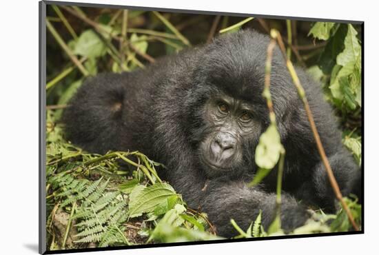 Mountain Gorilla, Bwindi Impenetrable National Park, Uganda, Africa-Janette Hill-Mounted Photographic Print