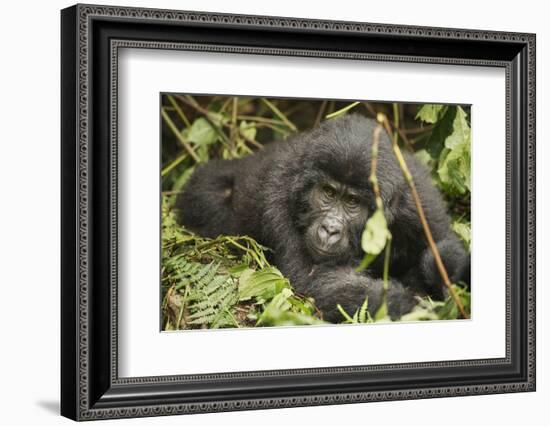 Mountain Gorilla, Bwindi Impenetrable National Park, Uganda, Africa-Janette Hill-Framed Photographic Print