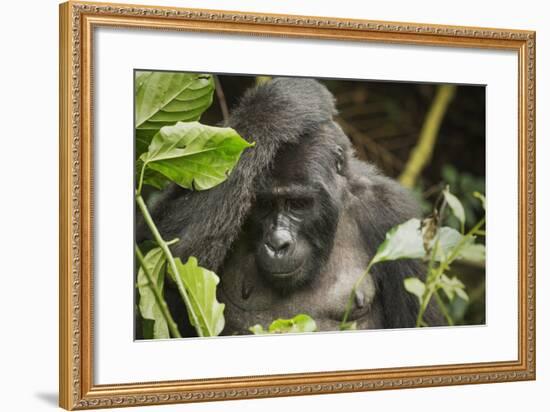 Mountain Gorilla, Bwindi Impenetrable National Park, Uganda, Africa-Janette Hill-Framed Photographic Print