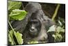 Mountain Gorilla, Bwindi Impenetrable National Park, Uganda, Africa-Janette Hill-Mounted Photographic Print