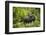 Mountain Gorilla, Bwindi Impenetrable National Park, Uganda, Africa-Janette Hill-Framed Photographic Print