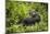 Mountain Gorilla, Bwindi Impenetrable National Park, Uganda, Africa-Janette Hill-Mounted Photographic Print
