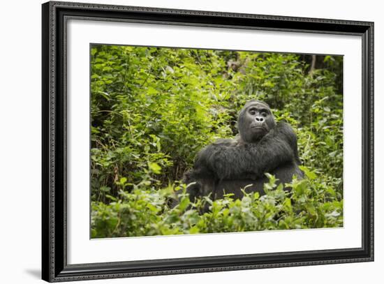 Mountain Gorilla, Bwindi Impenetrable National Park, Uganda, Africa-Janette Hill-Framed Photographic Print