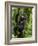 Mountain gorilla, Bwindi Impenetrable National Park, Uganda-Art Wolfe-Framed Photographic Print