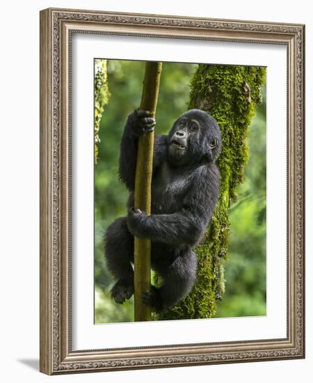 Mountain gorilla, Bwindi Impenetrable National Park, Uganda-Art Wolfe-Framed Photographic Print