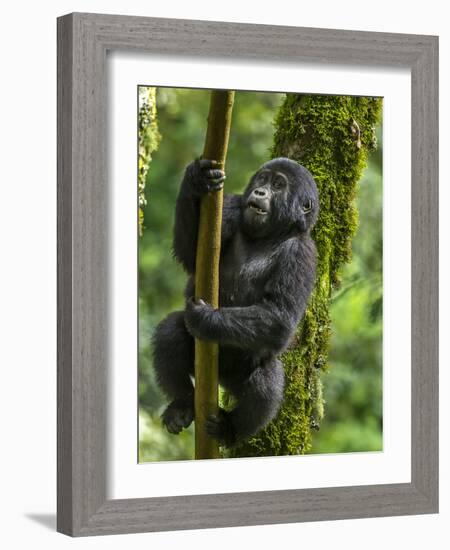 Mountain gorilla, Bwindi Impenetrable National Park, Uganda-Art Wolfe-Framed Photographic Print