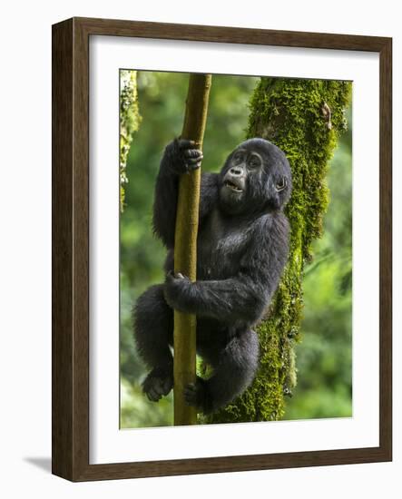 Mountain gorilla, Bwindi Impenetrable National Park, Uganda-Art Wolfe-Framed Photographic Print