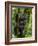 Mountain gorilla, Bwindi Impenetrable National Park, Uganda-Art Wolfe-Framed Photographic Print