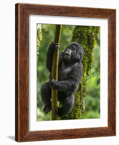 Mountain gorilla, Bwindi Impenetrable National Park, Uganda-Art Wolfe-Framed Photographic Print