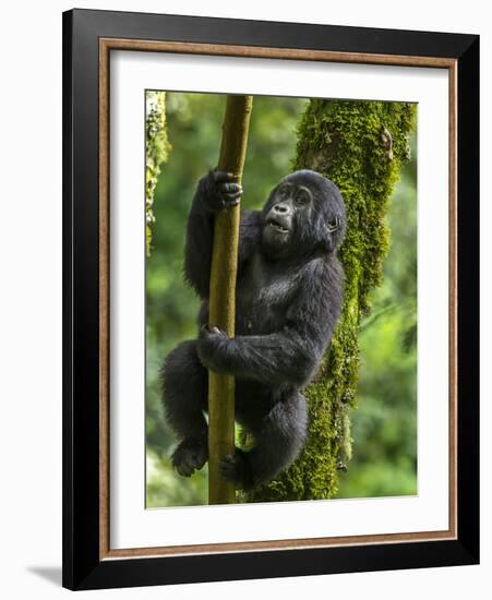 Mountain gorilla, Bwindi Impenetrable National Park, Uganda-Art Wolfe-Framed Photographic Print