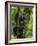 Mountain gorilla, Bwindi Impenetrable National Park, Uganda-Art Wolfe-Framed Photographic Print