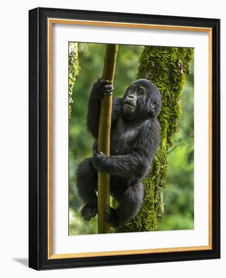 Mountain gorilla, Bwindi Impenetrable National Park, Uganda-Art Wolfe-Framed Photographic Print