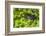 Mountain gorilla, Bwindi Impenetrable National Park, Uganda-Art Wolfe-Framed Photographic Print