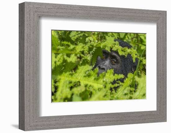 Mountain gorilla, Bwindi Impenetrable National Park, Uganda-Art Wolfe-Framed Photographic Print