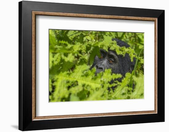 Mountain gorilla, Bwindi Impenetrable National Park, Uganda-Art Wolfe-Framed Photographic Print