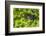 Mountain gorilla, Bwindi Impenetrable National Park, Uganda-Art Wolfe-Framed Photographic Print