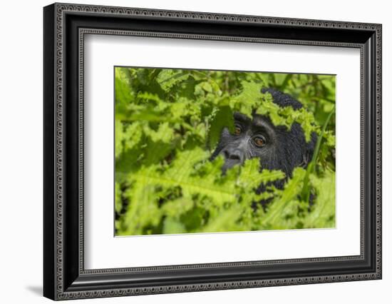 Mountain gorilla, Bwindi Impenetrable National Park, Uganda-Art Wolfe-Framed Photographic Print