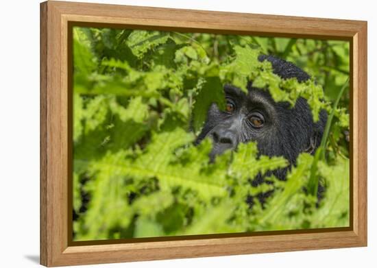 Mountain gorilla, Bwindi Impenetrable National Park, Uganda-Art Wolfe-Framed Premier Image Canvas