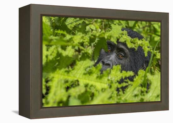 Mountain gorilla, Bwindi Impenetrable National Park, Uganda-Art Wolfe-Framed Premier Image Canvas