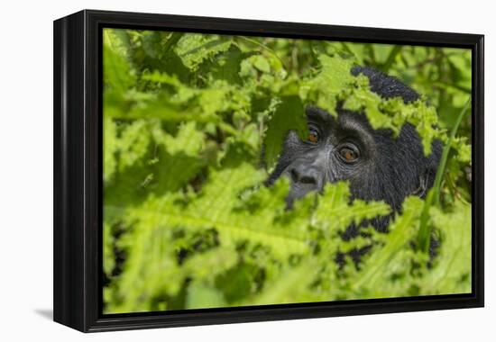 Mountain gorilla, Bwindi Impenetrable National Park, Uganda-Art Wolfe-Framed Premier Image Canvas