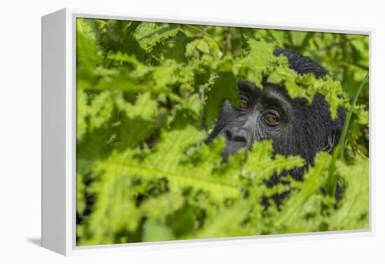 Mountain gorilla, Bwindi Impenetrable National Park, Uganda-Art Wolfe-Framed Premier Image Canvas