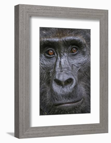 Mountain gorilla, Bwindi Impenetrable National Park, Uganda-Art Wolfe-Framed Photographic Print