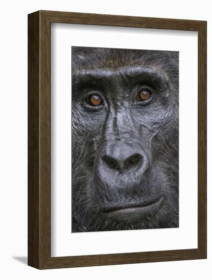 Mountain gorilla, Bwindi Impenetrable National Park, Uganda-Art Wolfe-Framed Photographic Print