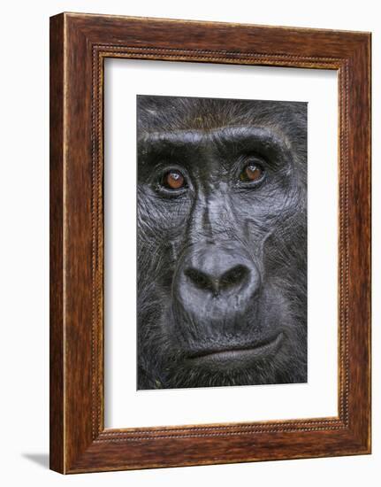 Mountain gorilla, Bwindi Impenetrable National Park, Uganda-Art Wolfe-Framed Photographic Print