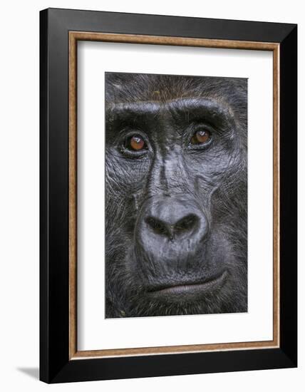 Mountain gorilla, Bwindi Impenetrable National Park, Uganda-Art Wolfe-Framed Photographic Print