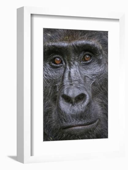 Mountain gorilla, Bwindi Impenetrable National Park, Uganda-Art Wolfe-Framed Photographic Print