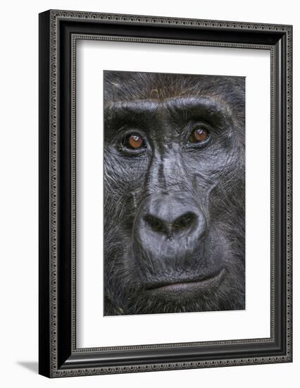 Mountain gorilla, Bwindi Impenetrable National Park, Uganda-Art Wolfe-Framed Photographic Print