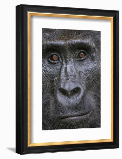 Mountain gorilla, Bwindi Impenetrable National Park, Uganda-Art Wolfe-Framed Photographic Print