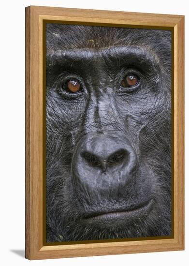 Mountain gorilla, Bwindi Impenetrable National Park, Uganda-Art Wolfe-Framed Premier Image Canvas