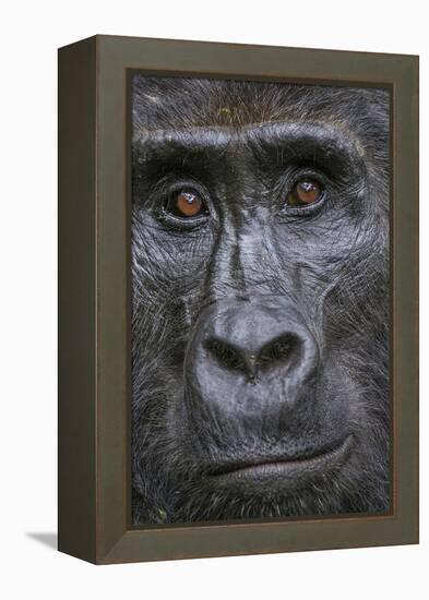 Mountain gorilla, Bwindi Impenetrable National Park, Uganda-Art Wolfe-Framed Premier Image Canvas