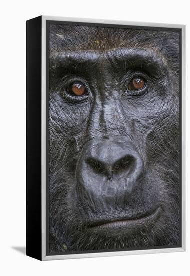 Mountain gorilla, Bwindi Impenetrable National Park, Uganda-Art Wolfe-Framed Premier Image Canvas