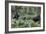 Mountain Gorilla Family Group-Tony Camacho-Framed Photographic Print