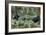 Mountain Gorilla Family Group-Tony Camacho-Framed Photographic Print