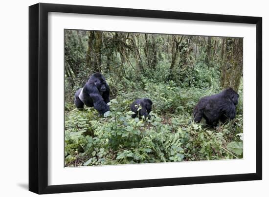 Mountain Gorilla Family Group-Tony Camacho-Framed Photographic Print