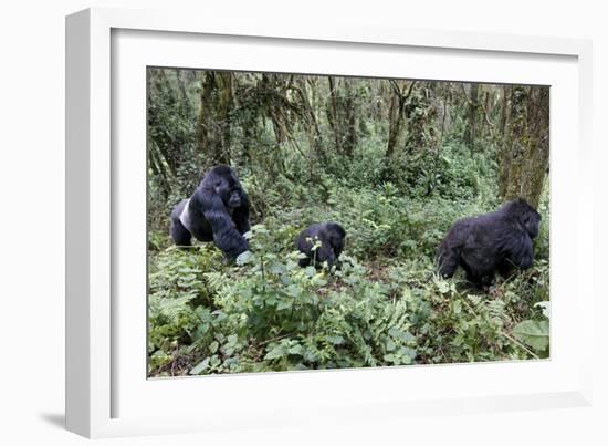 Mountain Gorilla Family Group-Tony Camacho-Framed Photographic Print