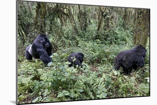 Mountain Gorilla Family Group-Tony Camacho-Mounted Photographic Print