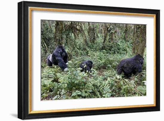 Mountain Gorilla Family Group-Tony Camacho-Framed Photographic Print