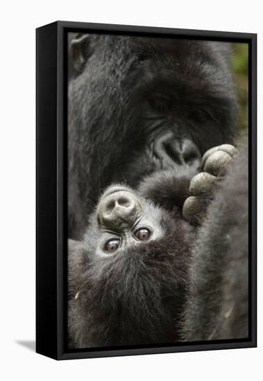 Mountain gorilla female with baby age, 4 months, Volcanoes National Park, Rwanda-Mary McDonald-Framed Premier Image Canvas
