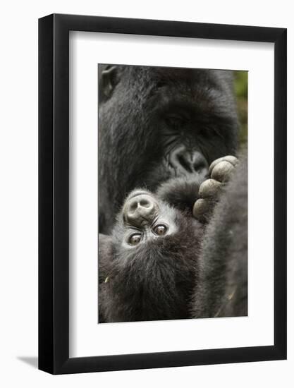 Mountain gorilla female with baby age, 4 months, Volcanoes National Park, Rwanda-Mary McDonald-Framed Photographic Print