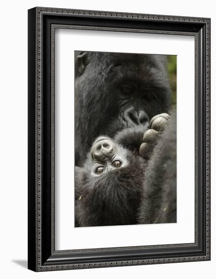 Mountain gorilla female with baby age, 4 months, Volcanoes National Park, Rwanda-Mary McDonald-Framed Photographic Print