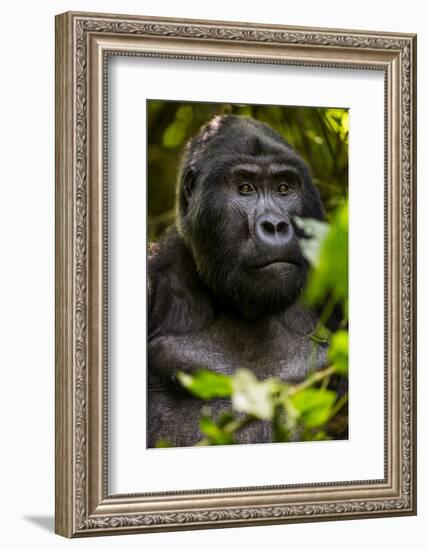 Mountain gorilla (Gorilla beringei beringei), Bwindi Impenetrable Forest, Uganda, Africa-Ashley Morgan-Framed Photographic Print