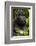 Mountain gorilla (Gorilla beringei beringei), Bwindi Impenetrable Forest, Uganda, Africa-Ashley Morgan-Framed Photographic Print