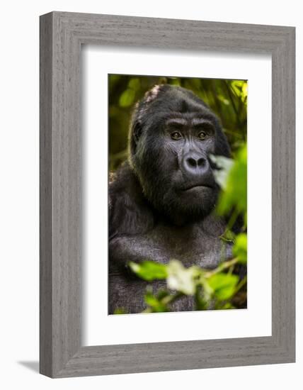 Mountain gorilla (Gorilla beringei beringei), Bwindi Impenetrable Forest, Uganda, Africa-Ashley Morgan-Framed Photographic Print